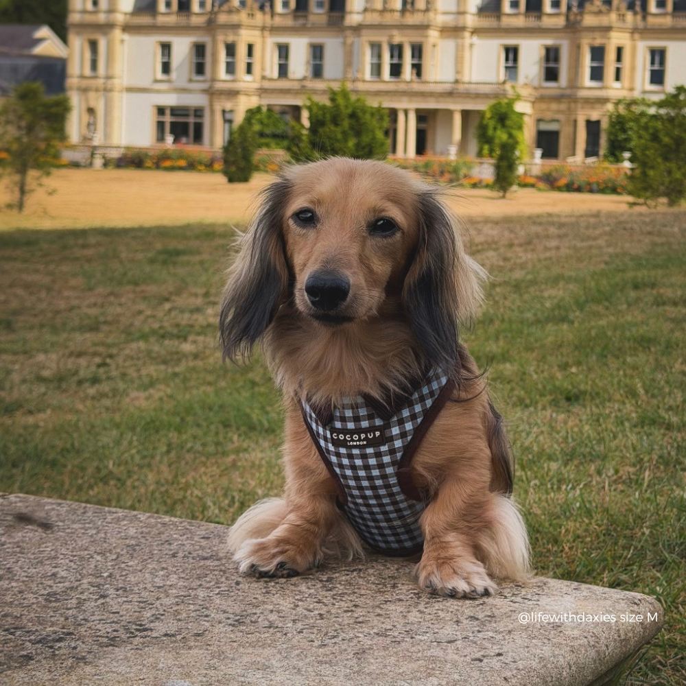 A long-haired dachshund sitting on a stone ledge in front of a large historic building, wearing a blue and brown gingham harness with the brand name 'COCOPUP' visible on the chest.