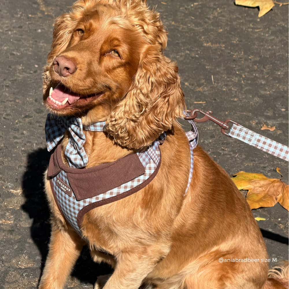 A golden cocker spaniel dog wearing a brown and blue gingham harness with a matching leash, sitting outdoors on asphalt.