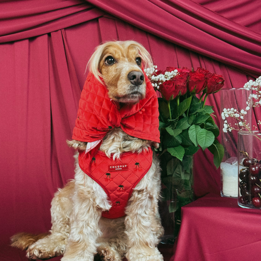 Cherry Velvet Crush Adjustable Neck HARNESS