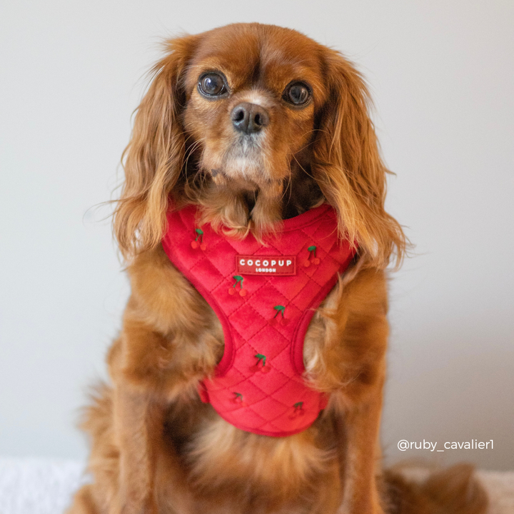 Cherry Velvet Crush Adjustable Neck HARNESS