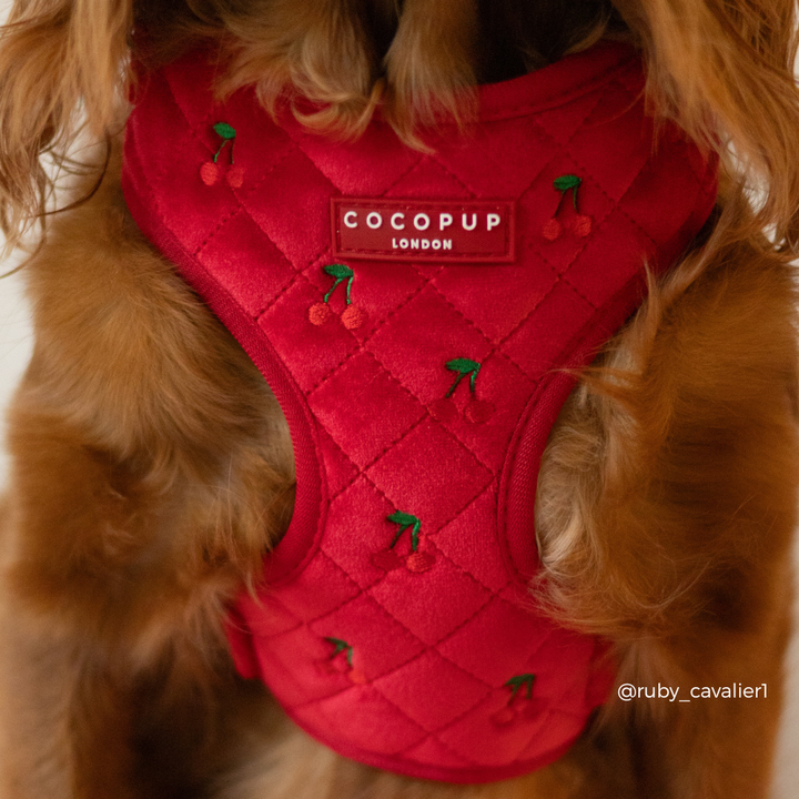 Cherry Velvet Crush Adjustable Neck HARNESS