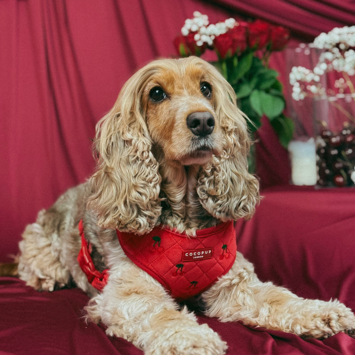 Cherry Velvet Crush Adjustable Neck HARNESS