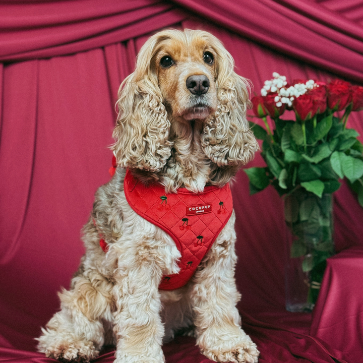 Cherry Velvet Crush Adjustable Neck HARNESS