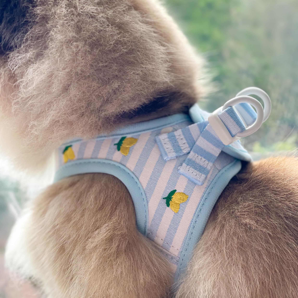 Cat Harness - Living La Vida Lemon