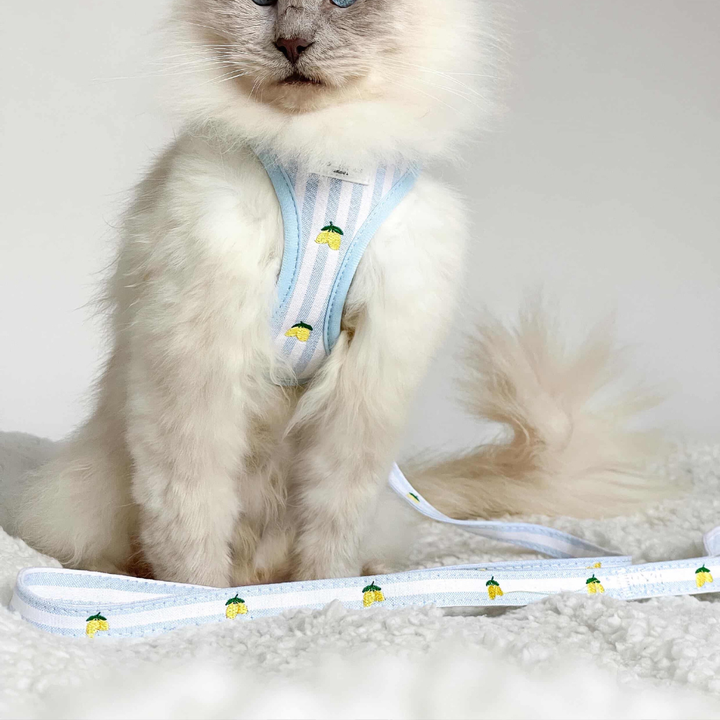 Cat Harness - Living La Vida Lemon