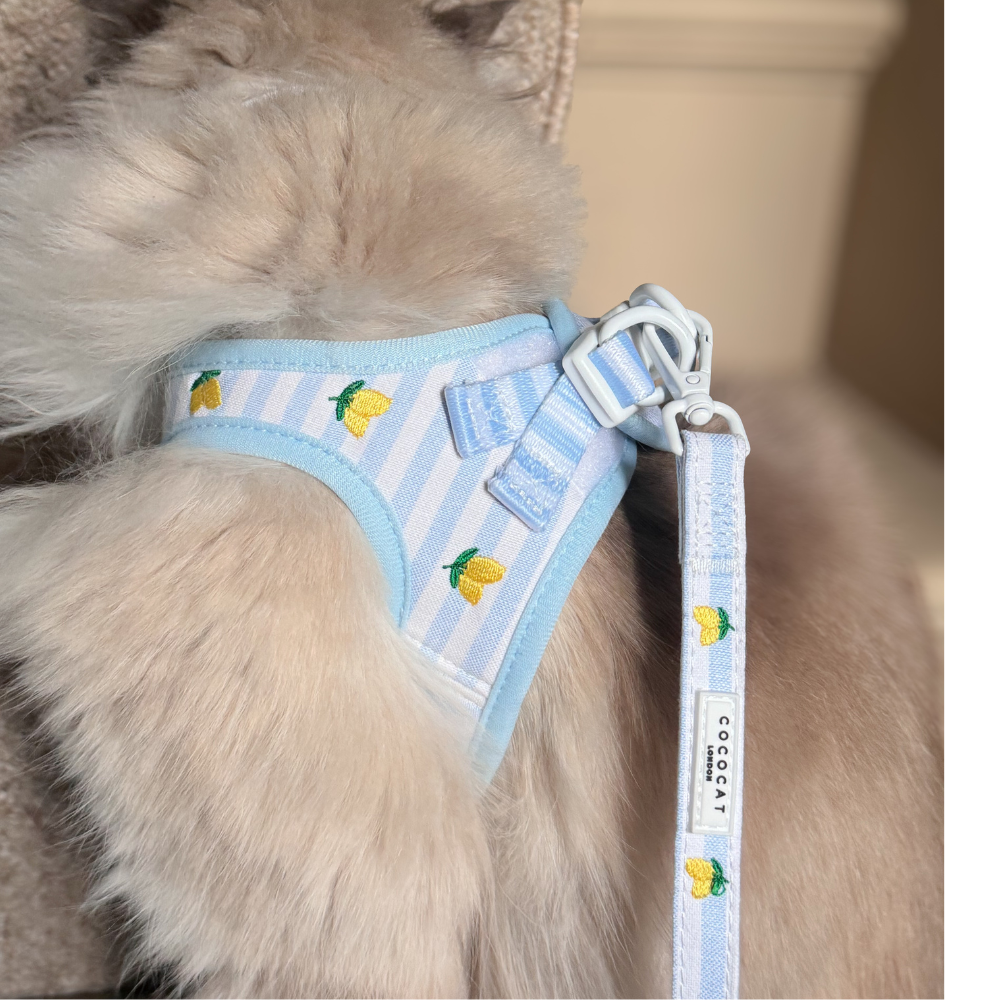 Cat Harness - Living La Vida Lemon