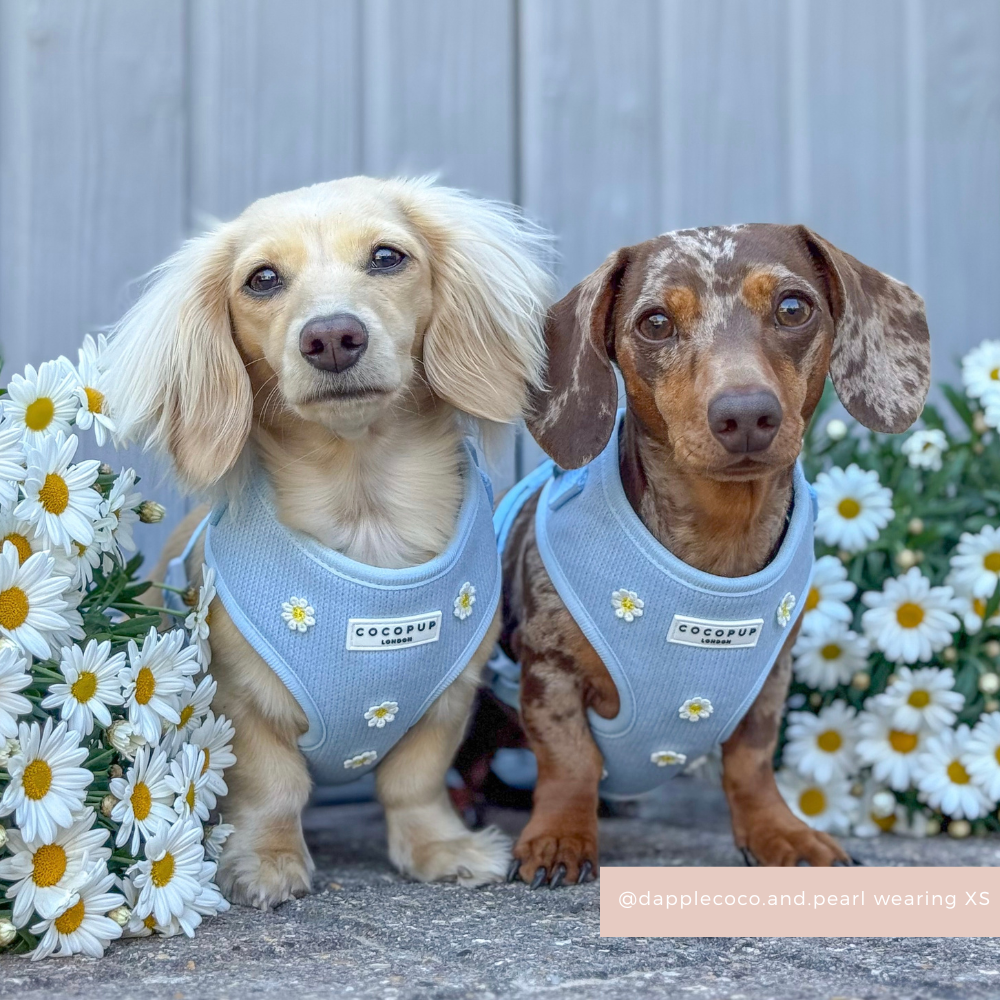 Blue Daisy Dream Adjustable Neck HARNESS
