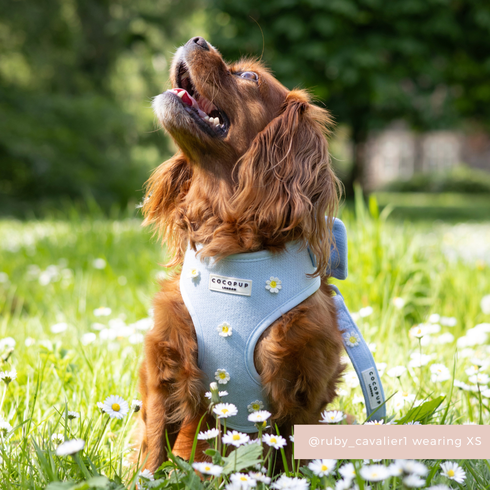 Blue Daisy Dream Adjustable Neck HARNESS