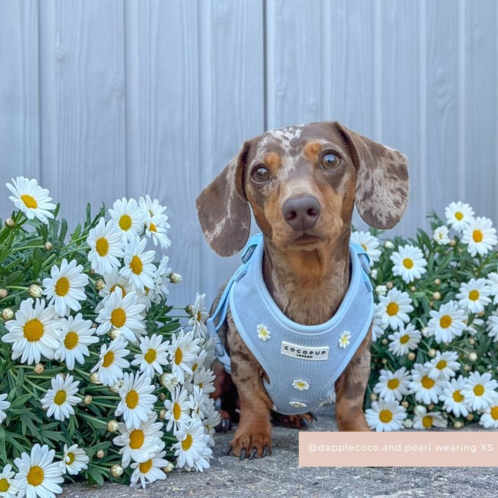 Blue Daisy Dream Adjustable Neck HARNESS