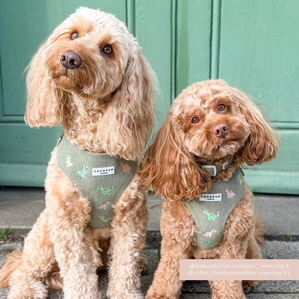 Dino Doodles Adjustable Neck Harness, Lead & Collar Bundle