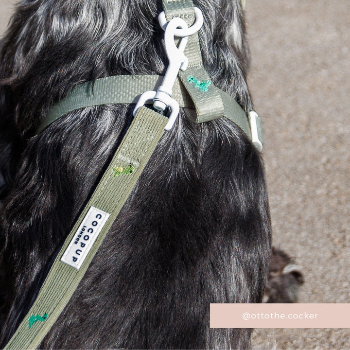 Dino Doodles Adjustable Neck Harness, Lead & Collar Bundle