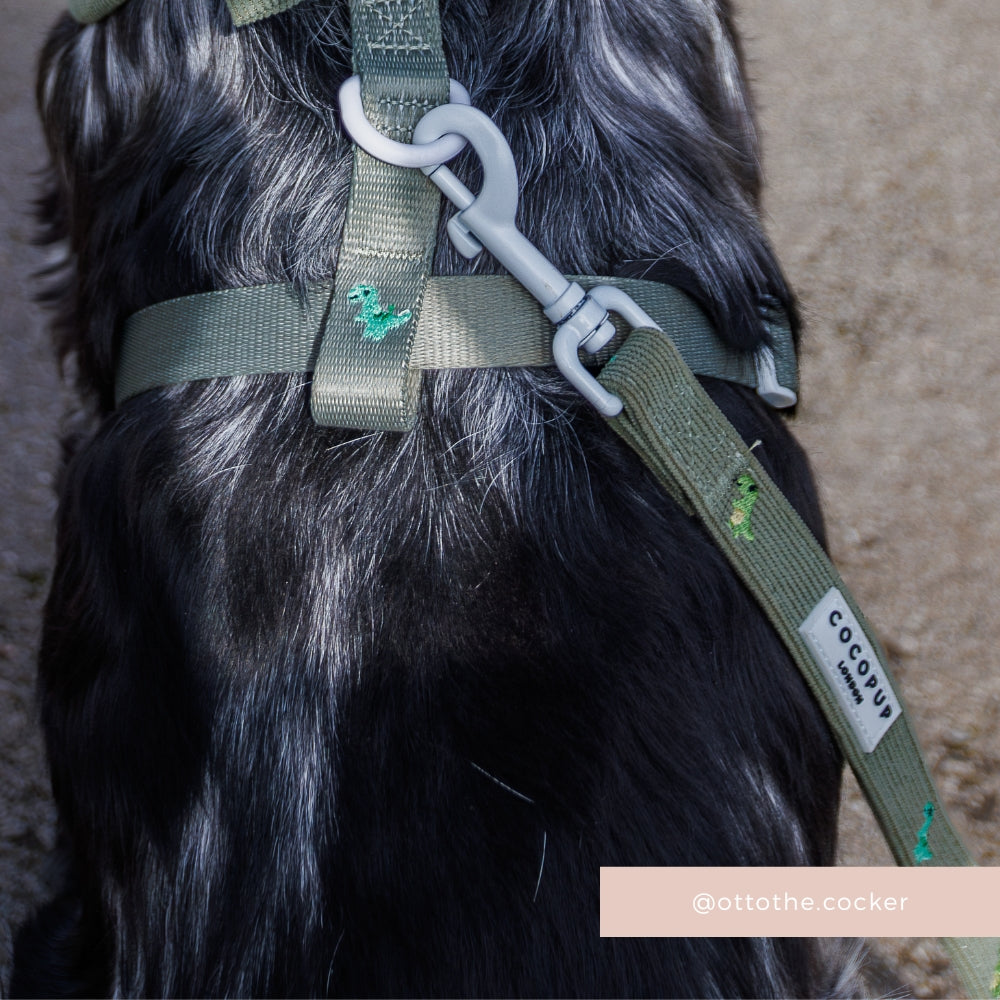 Dino Doodles Adjustable Neck Harness, Lead & Collar Bundle