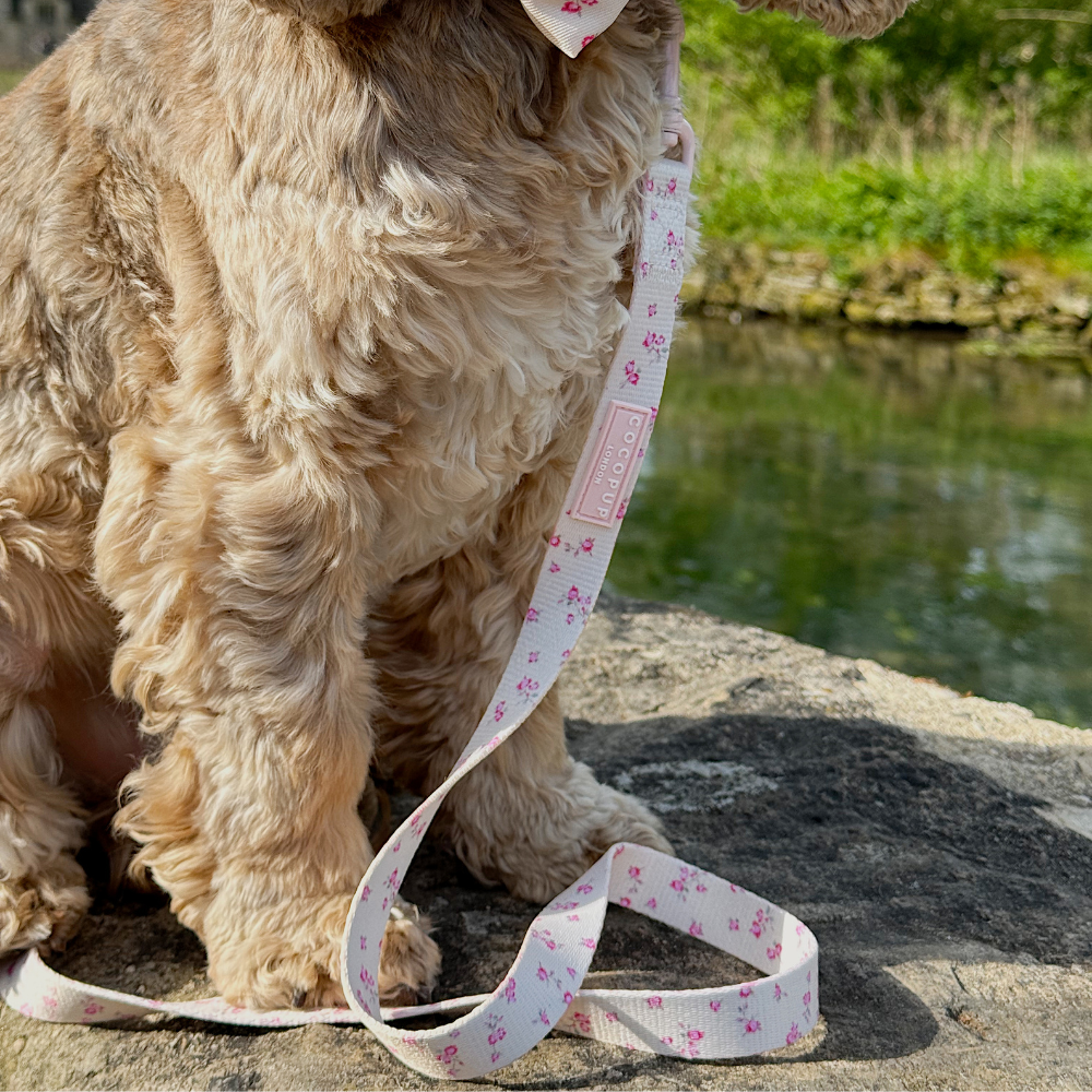 English Rose Adjustable Neck Harness, Lead & Collar Bundle