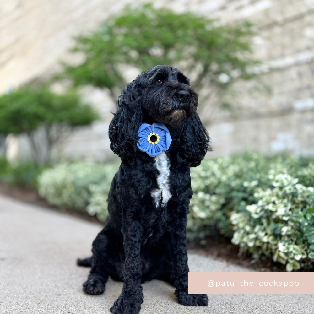 Forget Me Not Collar Flower