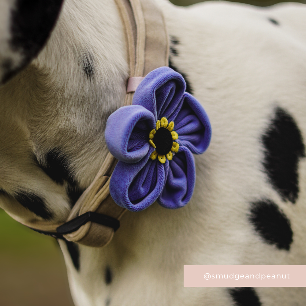 Coller Not Forget Me Not Collar Flower | Cocopup London