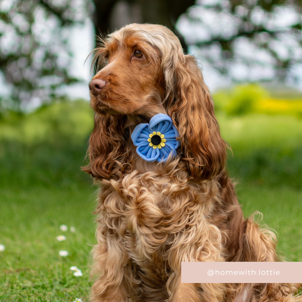 Coller Not Forget Me Not Collar Flower | Cocopup London