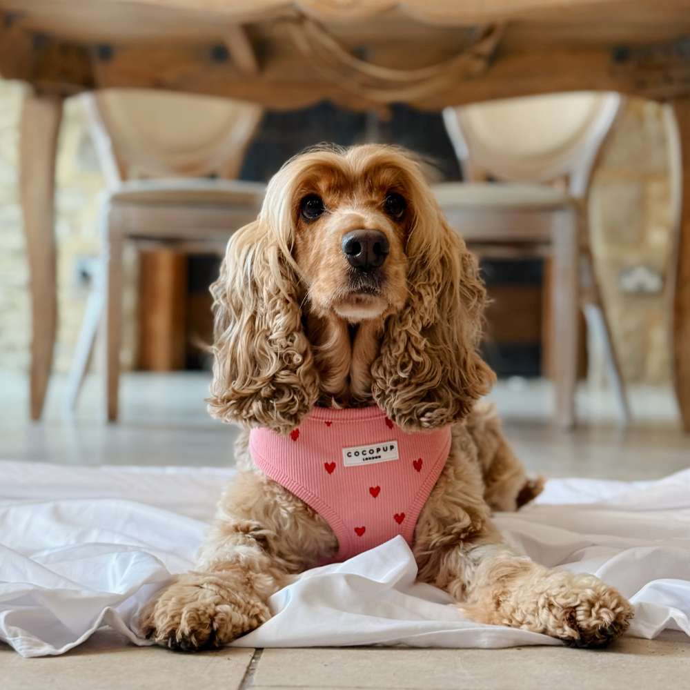 Pink Heartstrings Cord Adjustable Neck HARNESS