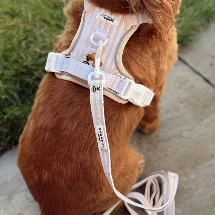 Explore Harness - Honey Meadow