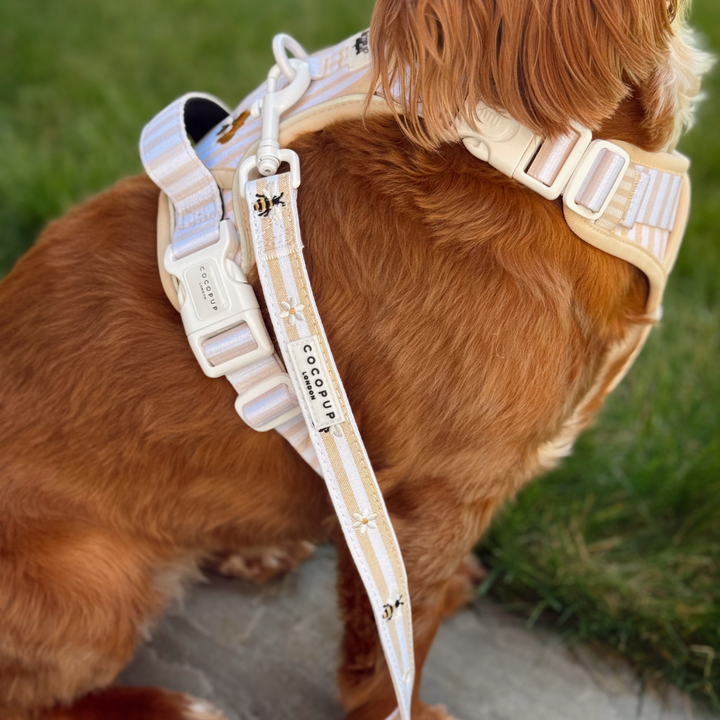 Explore Harness - Honey Meadow