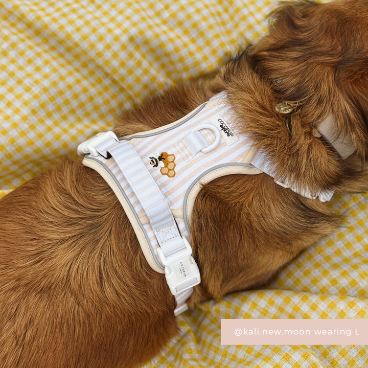 Explore Harness - Honey Meadow