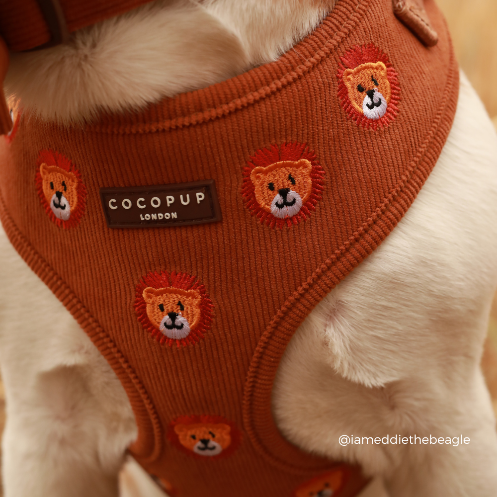 Leo the Lion Adjustable Neck Harness, Lead & Collar Bundle