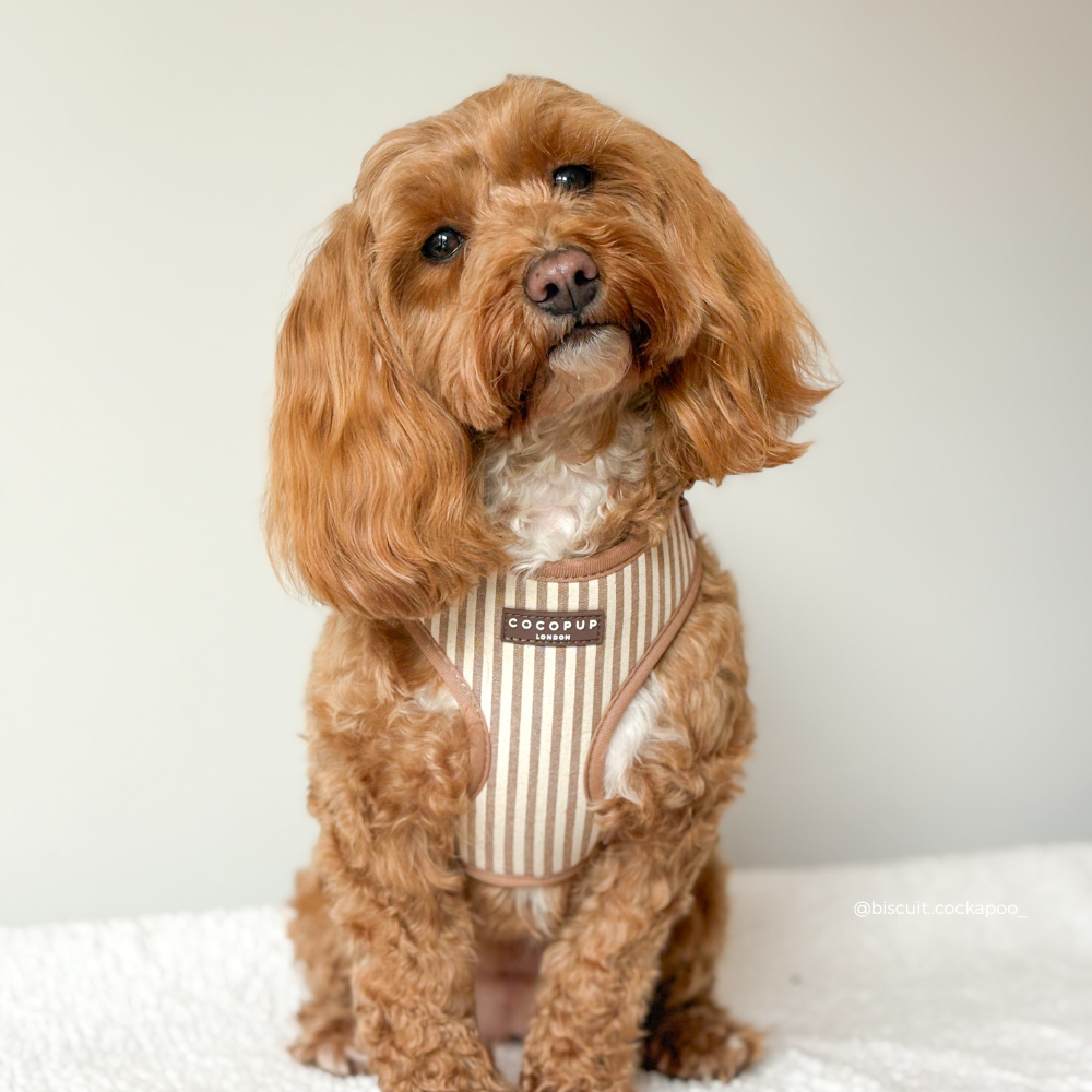 Dog wearing a striped harness with 'CocoPup' branding on a white background