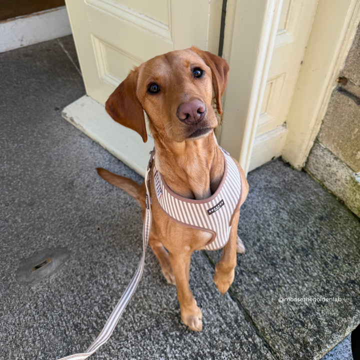 Dog wearing a striped harness sitting on a doorstep