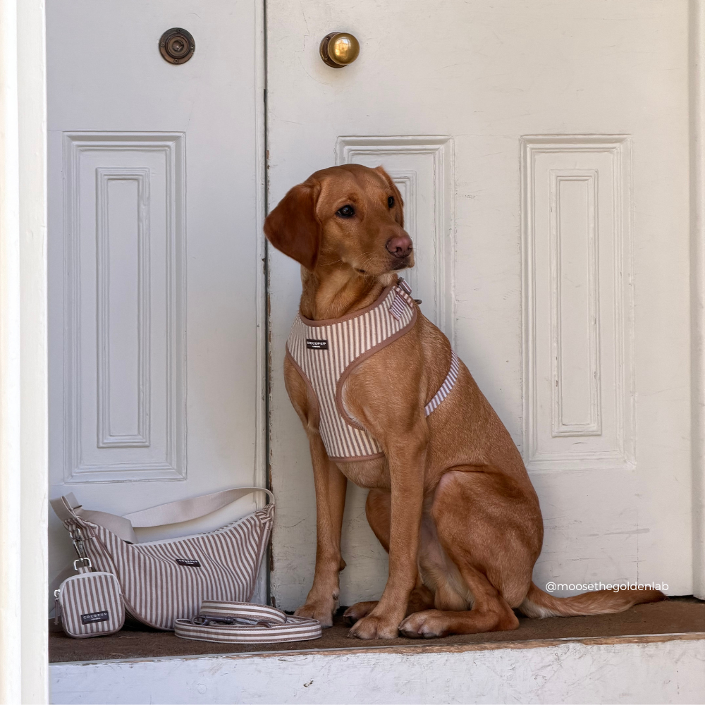 Dog wearing a striped sweater sitting in front of a white door with matching bags.