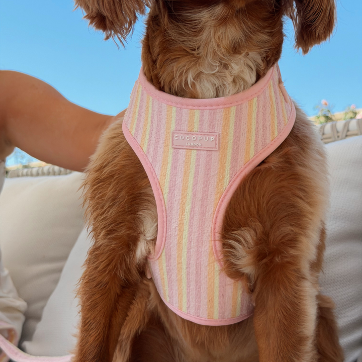 Pastel Stripes Adjustable Neck HARNESS
