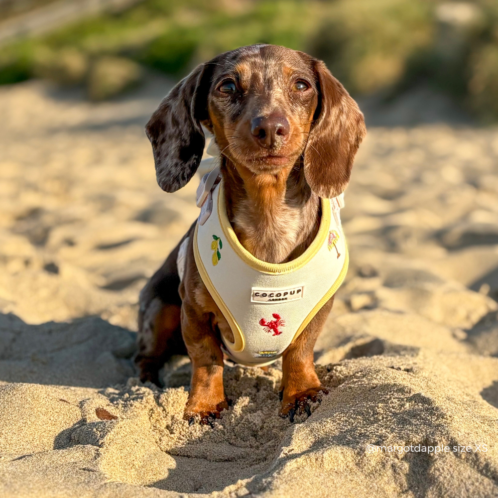 Picnic in Positano Adjustable Neck HARNESS