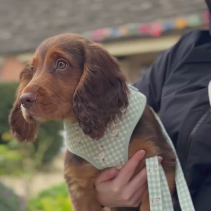 Silly Goose Adjustable Neck HARNESS