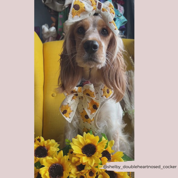 Sunflower Patch Adjustable Neck Harness, Lead & Collar Bundle