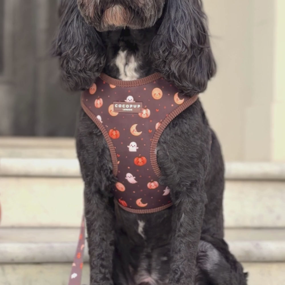 A black dog wearing a brown Halloween-themed harness with orange pumpkins, white ghosts, and yellow moons, set against a blurred outdoor background.