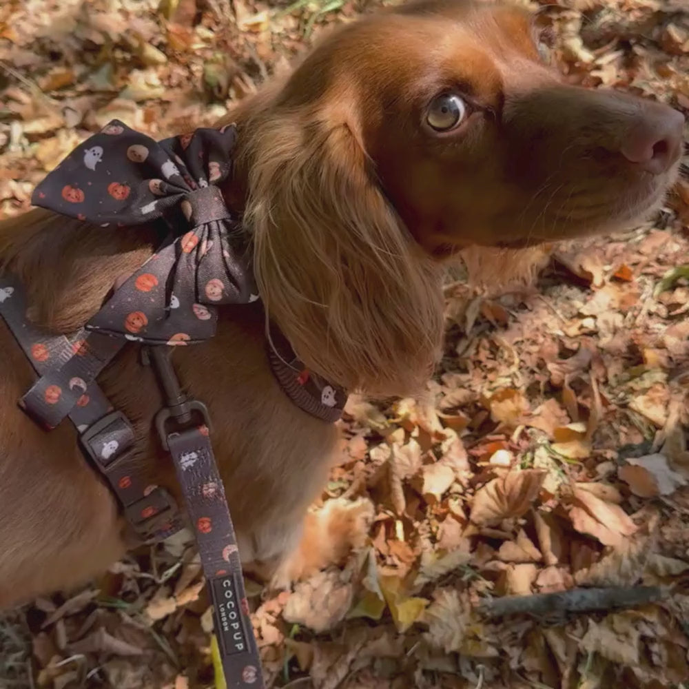 A close-up of a dog outdoors wearing a Halloween-themed harness and matching bow. The fabric is dark brown with an orange pumpkin and white ghost pattern, and the dog has golden-brown fur.