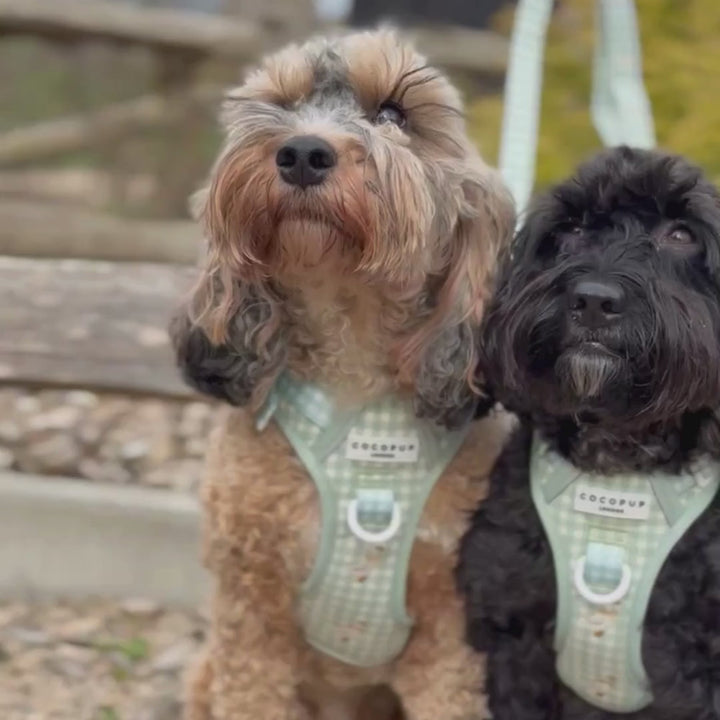 Explore Harness - Silly Goose