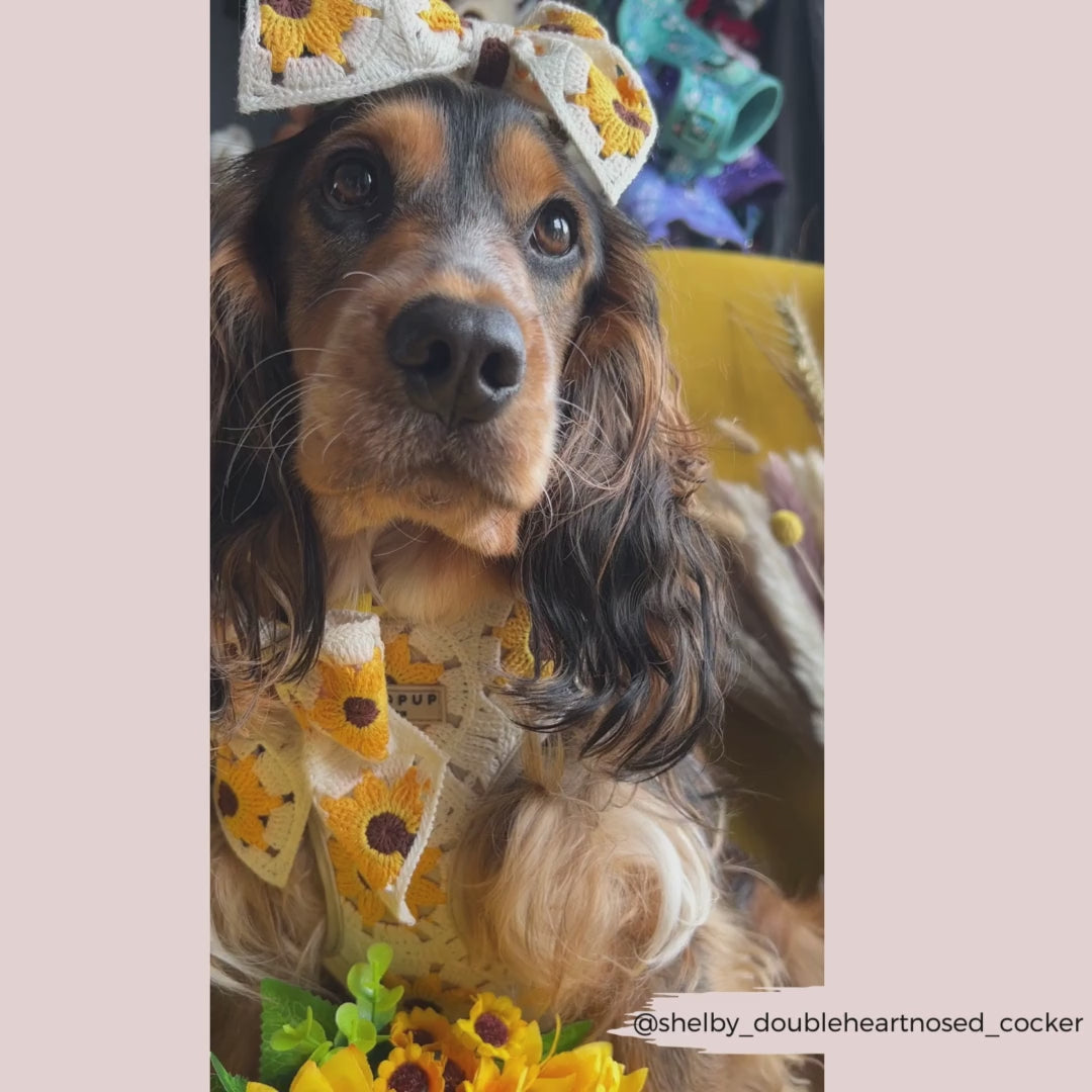 Sunflower Patch Adjustable Neck Harness, Lead & Collar Bundle