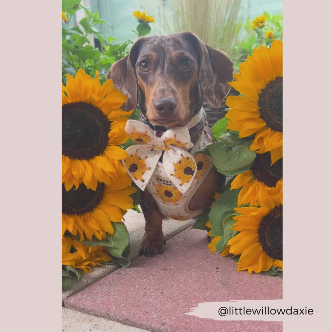 Sunflower Patch Adjustable Neck Harness, Lead & Collar Bundle