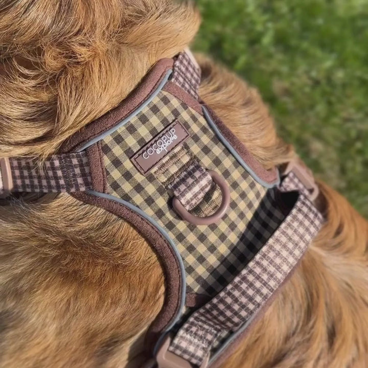 Explore Harness - Cotswold Check
