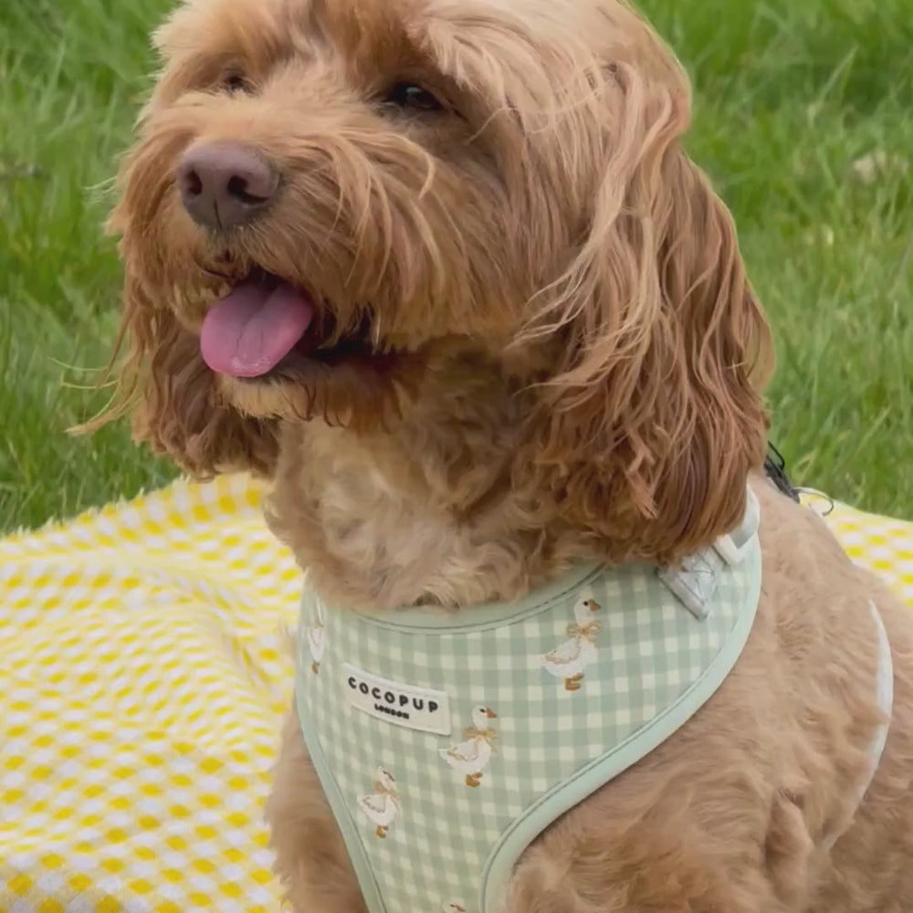 Silly Goose Adjustable Neck HARNESS