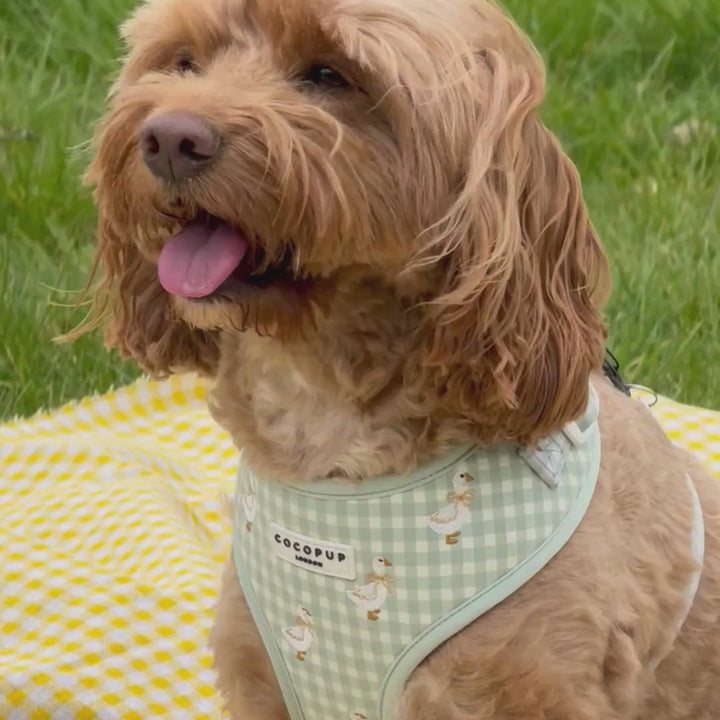 Silly Goose Adjustable Neck HARNESS