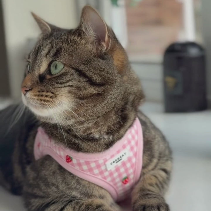 Cat Harness - Strawberry Picnic