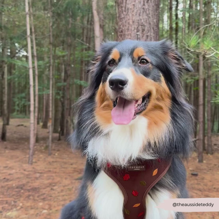Pawtumn Leaves Adjustable Neck Harness, Lead & Collar Bundle