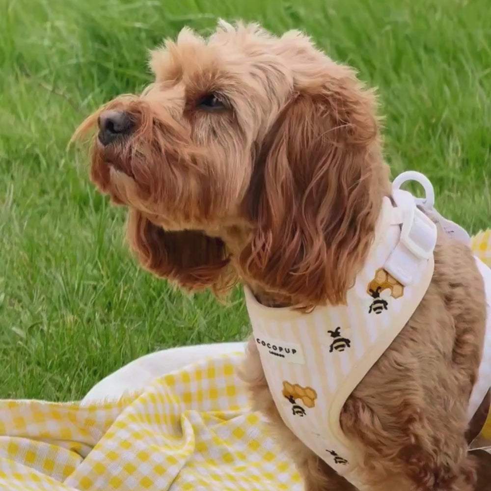 Honey Meadow Adjustable Neck HARNESS