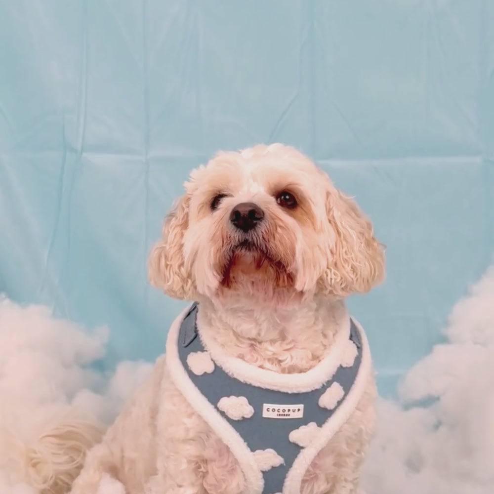 Cloud Nine Adjustable Neck Harness, Lead & Collar Bundle