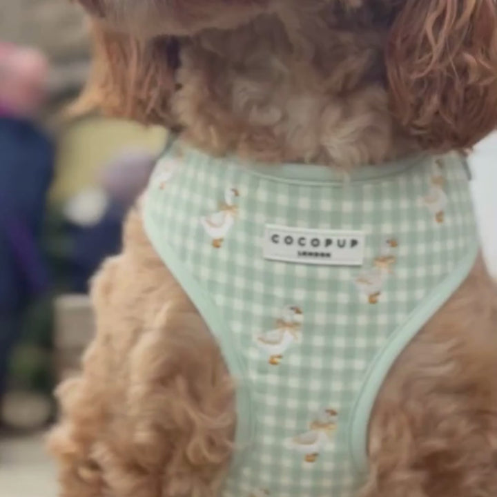 Silly Goose Adjustable Neck HARNESS