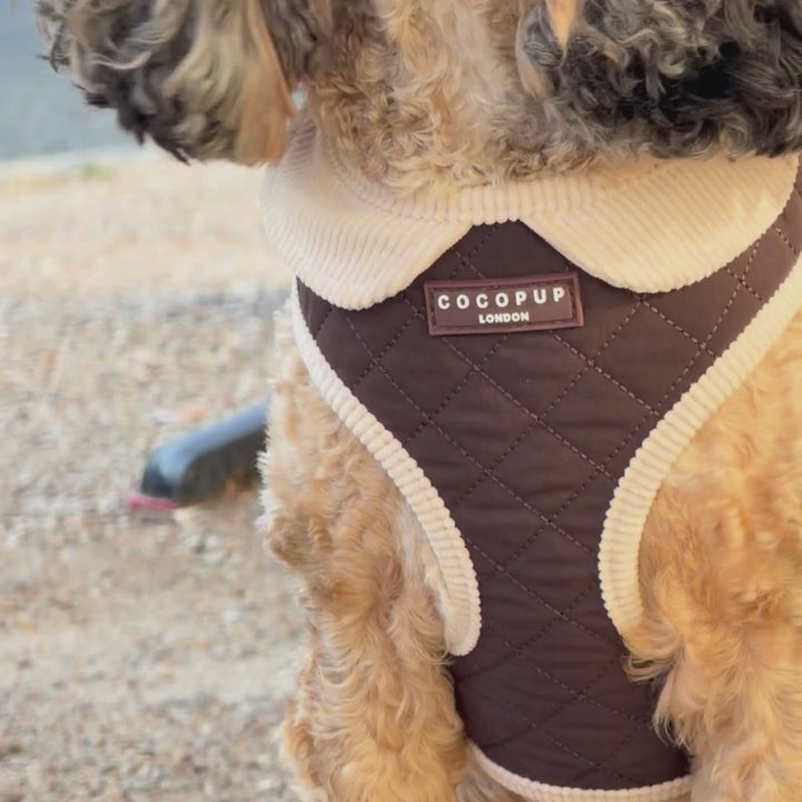 A close-up of a small dog wearing a Cocopup London quilted dog harness. The harness is dark brown with cream-colored knit collar, armholes, and leg cuffs, shown on a dog sitting on outdoor stone steps.