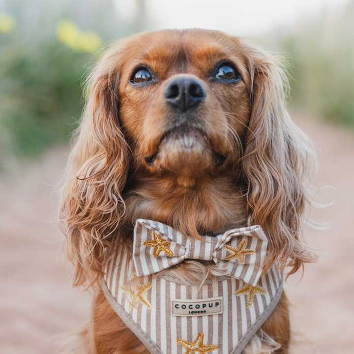 Sandy Starpaws Bow Tie