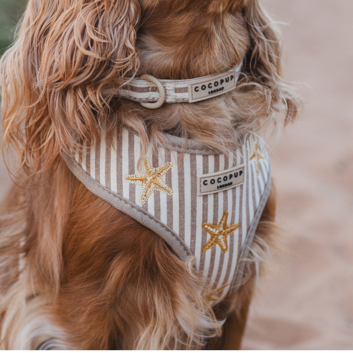 Sandy Starpaws COLLAR