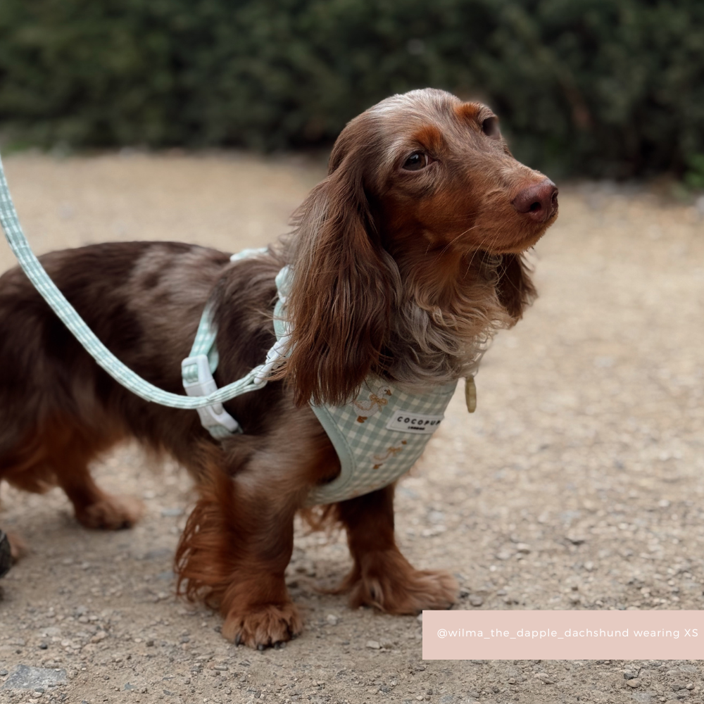 Silly Goose Adjustable Neck HARNESS