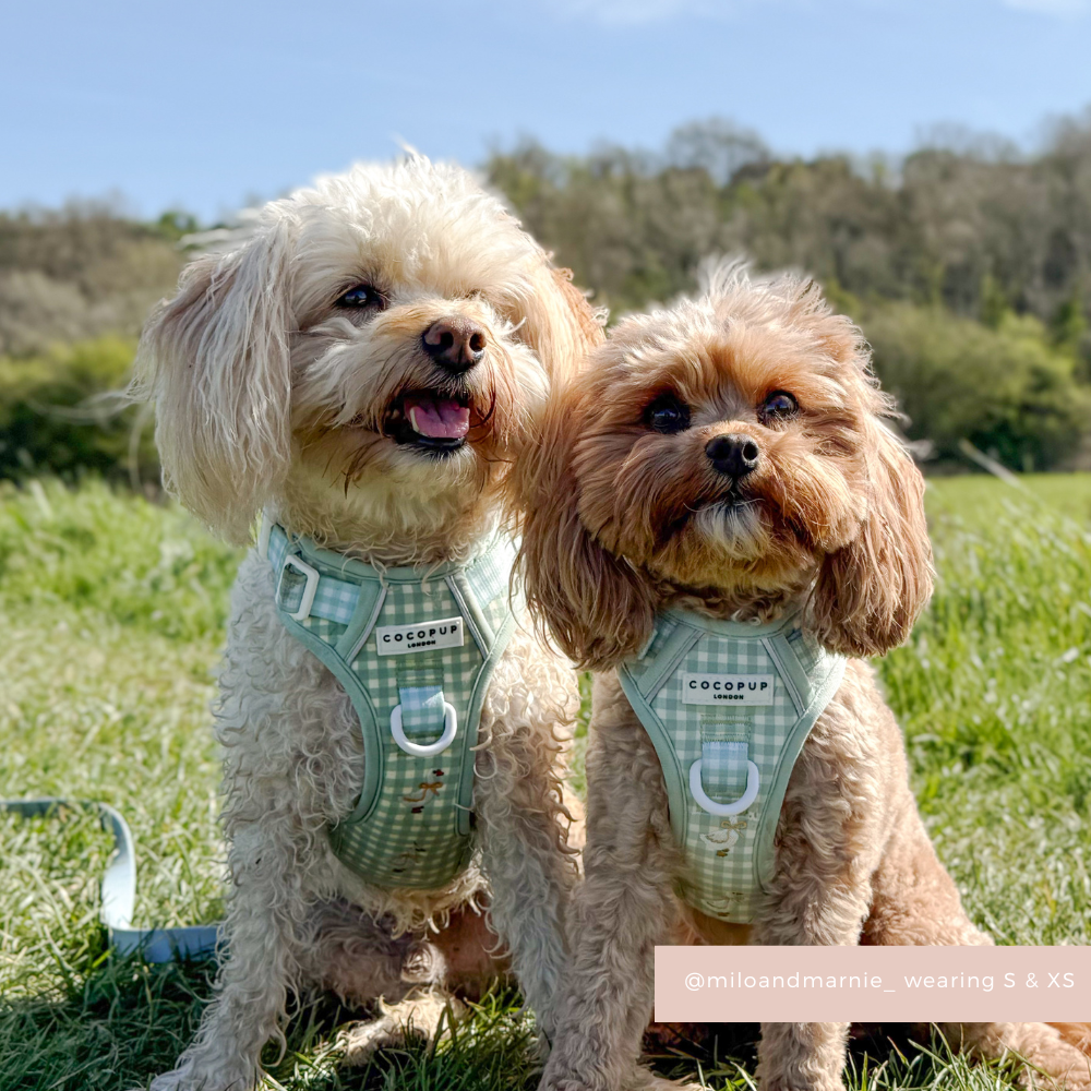 Explore Harness - Silly Goose